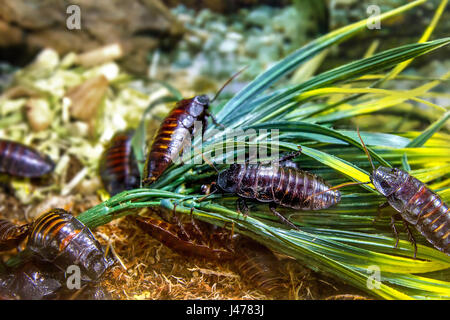 L'immagine di un animale esotico scarafaggio insetto Madagascar Foto Stock