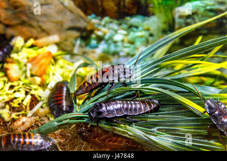 L'immagine di un animale esotico scarafaggio insetto Madagascar Foto Stock
