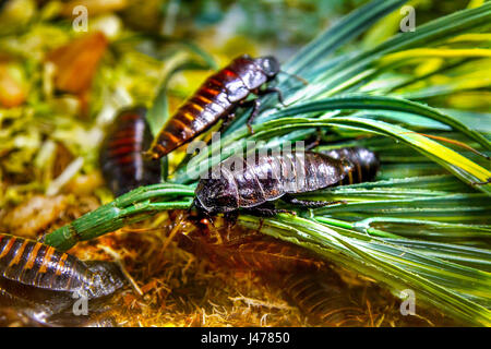 L'immagine di un animale esotico scarafaggio insetto Madagascar Foto Stock
