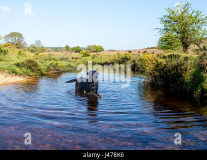 Il Labrador nero cane in piedi in un flusso con un bastone nella campagna inglese, REGNO UNITO Foto Stock