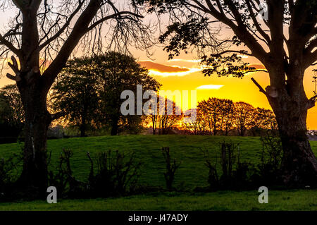 Doagh, County Antrim, Ulster (Irlanda del Nord, Regno Unito. Il sole sorge su terreni agricoli, scontornamento alberi in una bella giornata d'estate. Foto Stock