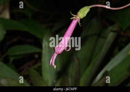 Fiore rosa Centropogon close up. Costa Rica, provincia di Alajuela, cordigliera centrale, il Parco Nazionale del Vulcano Poas Foto Stock