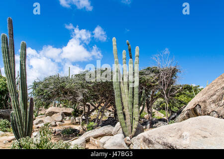 Spine sul verde cactus in un Aruba giardino di roccia Foto Stock