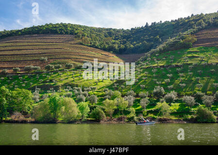 Valle del Douro in Portogallo, un pendio terrazzato in primavera lungo il fiume Douro, vicino al porto di città del vino di Pinhao, Portogallo. Foto Stock