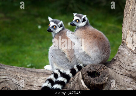 Due ring-tailed lemuri abbracciato insieme su un albero. Gli occhi grandi con colori vivaci e la classica a maniche lunghe bianco-nero di anelli. Foto Stock