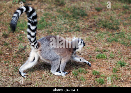 Lemuri dalla coda ad anello, passeggiate nel bosco. Foto Stock