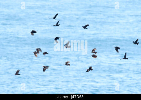 Un gregge (o battito) di Choughs (Pyrrhocorax pyrrhocorax) in volo. Pembrokeshire Foto Stock