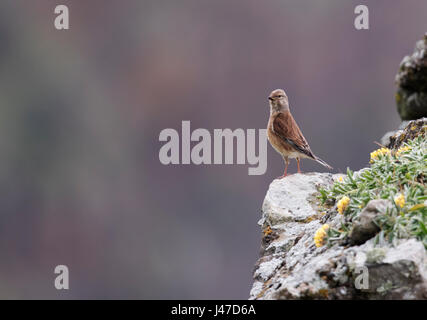 Un maschio Linnet (Carduelis cannabina) arroccata su una roccia, Pembrokeshire Foto Stock