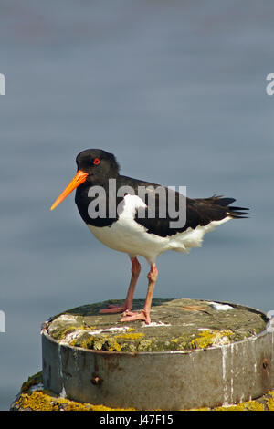 Oystercatcher appollaiato su un posto di ormeggio sul litorale tedesco Foto Stock