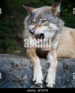 Lupo grigio snarls con bocca aperta Foto Stock