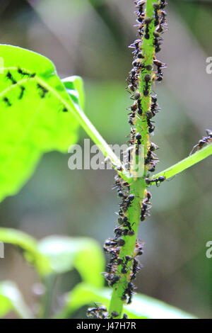 Ant appeso a un ramo , può essere lo sfondo Foto Stock