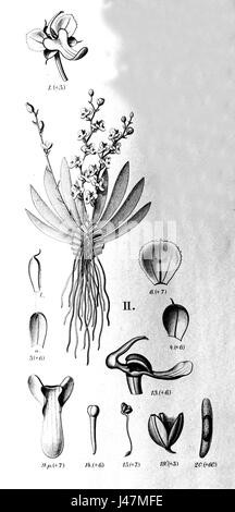 Illustrazione botanica di Ornithocephalus gladiatus, una specie di orchidea originaria del Brasile, da "Flora Brasiliensis" volume 3, piatto 45. Foto Stock