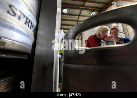 Foto di Tim Cuff - 18 Ottobre 2016 - Testa brewer Tracy Banner odori luppolo aromatico prima della sua assistente Ffion Jones li aggiunge a un serbatoio a ciuffo un Foto Stock