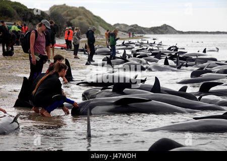 Foto di Tim - bracciale 10 & 11 Febbraio 2017 - massa di balene pilota la cordatura a Farewell Spit, Golden Bay, Nuova Zelanda: Foto Stock