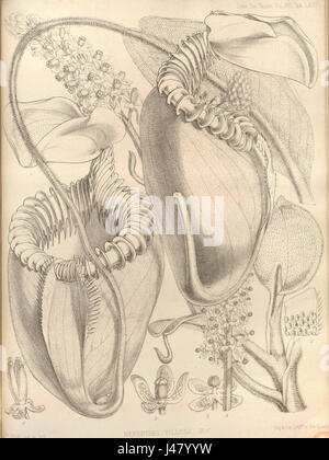Nepenthes villosa, discussa nelle transazioni della Linnean Society of London del 1859, è una specie di pianta di carnevale tropicale, notevole per le sue proprietà carnivore uniche e l'importanza ecologica. Foto Stock