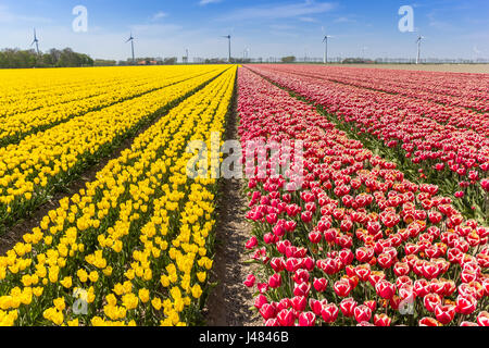 Campo di rosso e tulipani gialli in Flevoland, Paesi Bassi Foto Stock
