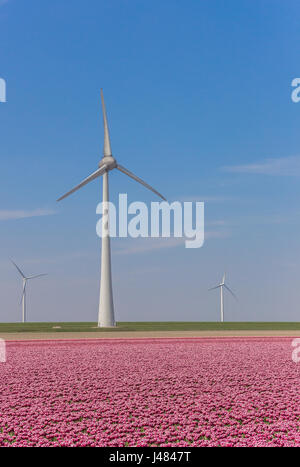 Turbina eolica e un campo di tulipani rosa in Noordoostpolder, Olanda Foto Stock
