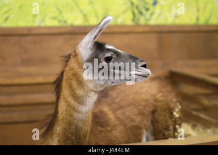 Immagine di una bella mammifero erbivoro lama in voliera Foto Stock