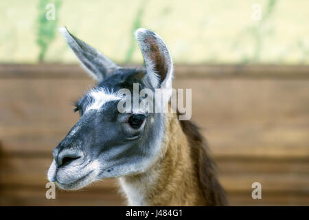 Immagine di una bella mammifero erbivoro lama in voliera Foto Stock