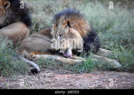 Un leone africano si trova in basso e si prende cura della propria igiene personale, leccare la sua pelliccia come tutti i gatti. Presa il 26.03.2017 nell'Harnass Wildlife Foundation. Il leone africano è la seconda più grande del gatto, dopo la tigre e il più grande carnivoro di terra in Africa. La sua testa coda lunghezza può arrivare fino a 2,5 metri, il suo peso varia tra 150 e 250 kg. Occasionalmente possono essere anche più grandi. Maschi, come quella di questa foto hanno una criniera che circonda il loro volto, che possono rivelare la condizione generale dell'animale. Il numero di Lions che vivono in ambiente selvatico è valutato a circa 25.000 e Foto Stock