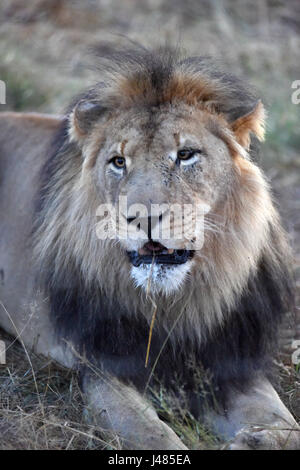 Un ritratto frontale di un leone africano nel Harnass Wildlife Foundation in Namibia su 26.03.2017. Il leone africano è la seconda più grande del gatto, dopo la tigre e il più grande carnivoro di terra in Africa. La sua testa coda lunghezza può arrivare fino a 2,5 metri, il suo peso varia tra 150 e 250 kg. Occasionalmente possono essere anche più grandi. Maschi, come quella di questa foto hanno una criniera che circonda il loro volto, che possono rivelare la condizione generale dell'animale. Il numero di Lions che vivono in ambiente selvatico è valutato a circa 25.000 e 30.000 in tutto il mondo. La maggior parte di queste sono in Sud Africa. Foto Stock