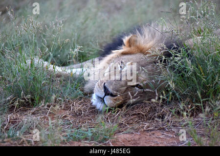 Un leone guarda il suo dintorni nel Harnass Wildlife Foundation in Namibia su 26.03.2017. Il leone africano è la seconda più grande del gatto, dopo la tigre e il più grande carnivoro di terra in Africa. La sua testa coda lunghezza può arrivare fino a 2,5 metri, il suo peso varia tra 150 e 250 kg. Occasionalmente possono essere anche più grandi. Maschi, come quella di questa foto hanno una criniera che circonda il loro volto, che possono rivelare la condizione generale dell'animale. Il numero di Lions che vivono in ambiente selvatico è valutato a circa 25.000 e 30.000 in tutto il mondo. La maggior parte di queste sono in Sud Africa. Phot Foto Stock