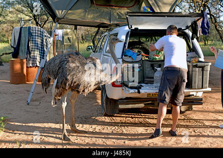 Un audace femmina struzzo africano (Struthio camelus) su una al mattino visita di un campeggio in Namibia. Prese su 27.03.2017. L Africano struzzo è la seconda più grande uccello flightless sulla terra. Oggi si è trovato solo in Africa a sud del Sahara. Prima, potrebbe anche essere trovati in Asia occidentale ma è stata oggetto di atti di caccia di estinzione a causa delle sue piume, di pelle e di carne. Foto: Matthias Toedt/dpa-Zentralbild/ZB | Utilizzo di tutto il mondo Foto Stock