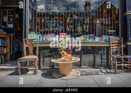 Un vecchio negozio di vendita di vari oggetti di antiquariato e collezionismo con lo zenzero tom cat al di fuori di Liverpool, UK. Foto Stock