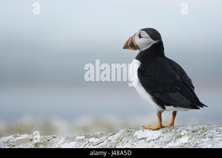 Atlantic Puffin (fratercula arctica) sta cercando per mare, isole farne,Northumberland, Regno Unito Foto Stock