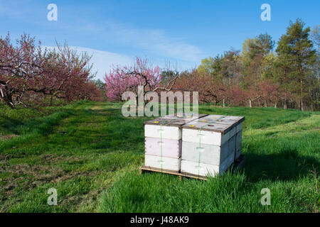 Una foresta di felce il dispiegamento in primavera Foto Stock