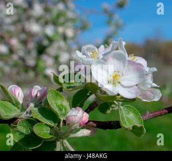 Una foresta di felce il dispiegamento in primavera Foto Stock