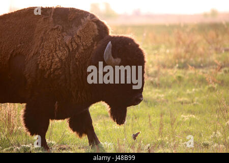 Bisonti americani del Rocky Mountain Arsenal National Wildlife Refuge Colorado Foto Stock