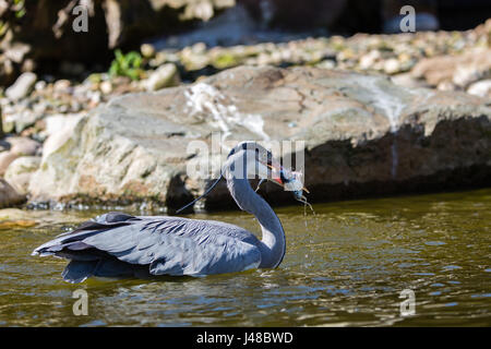 Un Airone cinerino (Ardea cinerea) con un pesce appena pescato Foto Stock