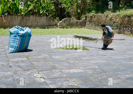 Lavoratore raccogliendo i secchi di foglie di coca in un grande sacco di foglie di coca Depot in Chulumani. Ottobre 13, 2012 - Sud Yungas, Bolivia Foto Stock