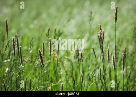 Diverse erbe in un prato Foto Stock