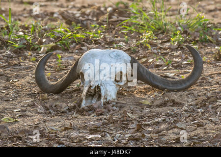 Cape Buffalo, Syncerus caffer, cranio con corna a terra, Greater Kruger National Park, Sudafrica Foto Stock