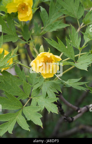 Paeonia ludlowii. Ludlow's tree peonia Foto Stock