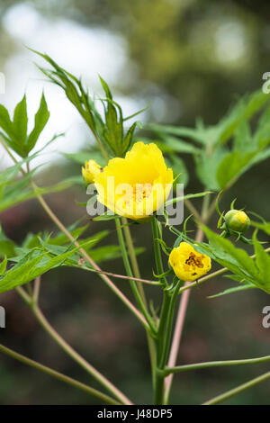 Paeonia ludlowii. Ludlow's tree peonia Foto Stock