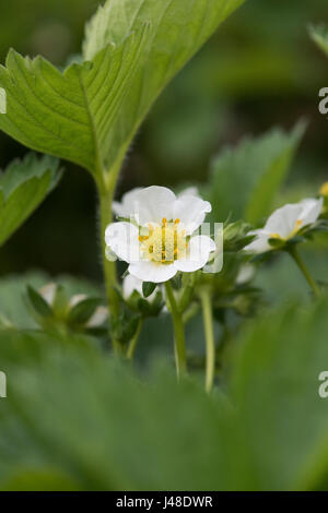 Fragaria × ananassa. Fiore di fragola Foto Stock