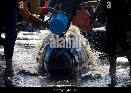 Foto di Tim - bracciale 10 & 11 Febbraio 2017 - massa di balene pilota la cordatura a Farewell Spit, Golden Bay, Nuova Zelanda: Foto Stock