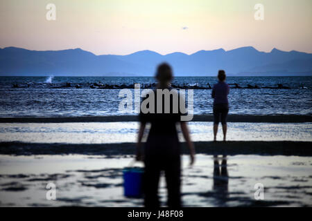 Foto di Tim - bracciale 10 & 11 Febbraio 2017 - massa di balene pilota la cordatura a Farewell Spit, Golden Bay, Nuova Zelanda: Foto Stock