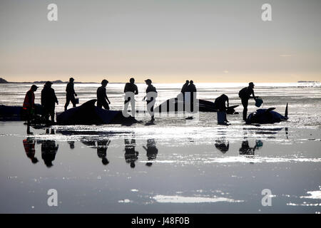 Foto di Tim - bracciale 10 & 11 Febbraio 2017 - massa di balene pilota la cordatura a Farewell Spit, Golden Bay, Nuova Zelanda: Foto Stock