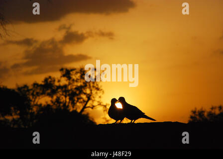 Il comportamento di corteggiamento nella colomba BIRD Foto Stock