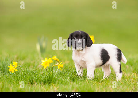 Un English Springer Spaniel cucciolo di 6 settimane di età ad esplorare il giardino Foto Stock