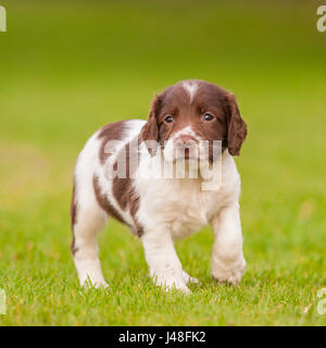 Un English Springer Spaniel cucciolo di 6 settimane di età ad esplorare il giardino Foto Stock