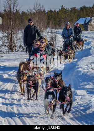 Lo sleddog, Lapponia, Svezia Foto Stock