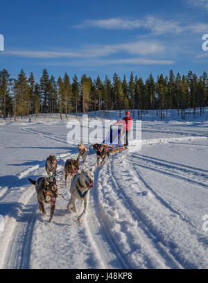 Lo sleddog, Lapponia, Svezia Foto Stock