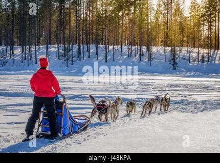 Lo sleddog, Lapponia, Svezia Foto Stock