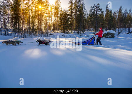 Lo sleddog, Lapponia, Svezia Foto Stock