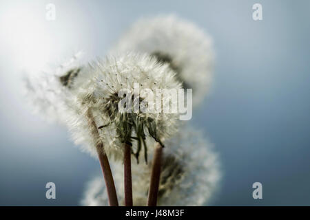 Arte fotografia: Foto macro di cinque tarassaco teste di seme contro il cielo nuvoloso Foto Stock